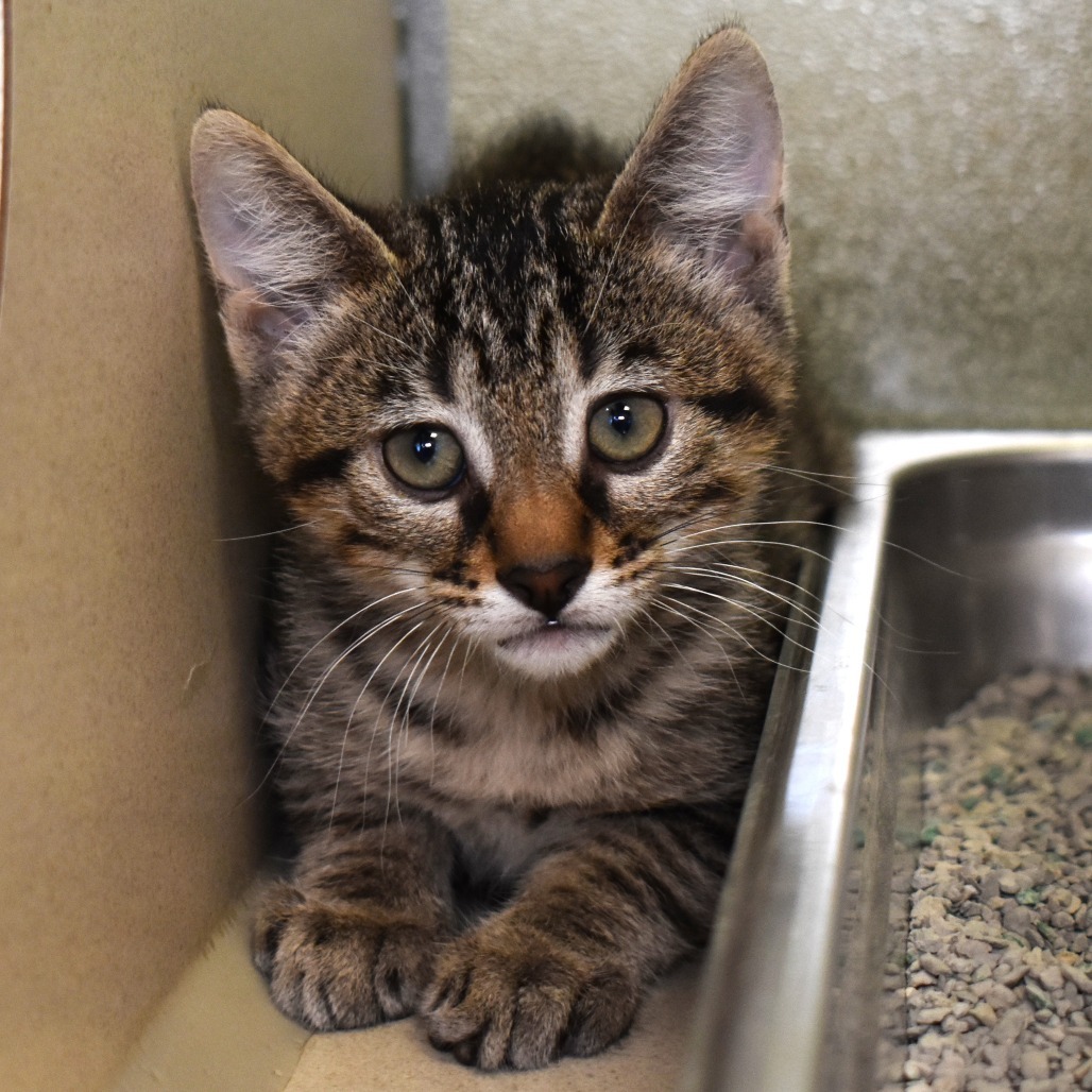 Cosmic Sequin (25-2Q-2), an adoptable Domestic Short Hair in Rifle, CO, 81650 | Photo Image 4