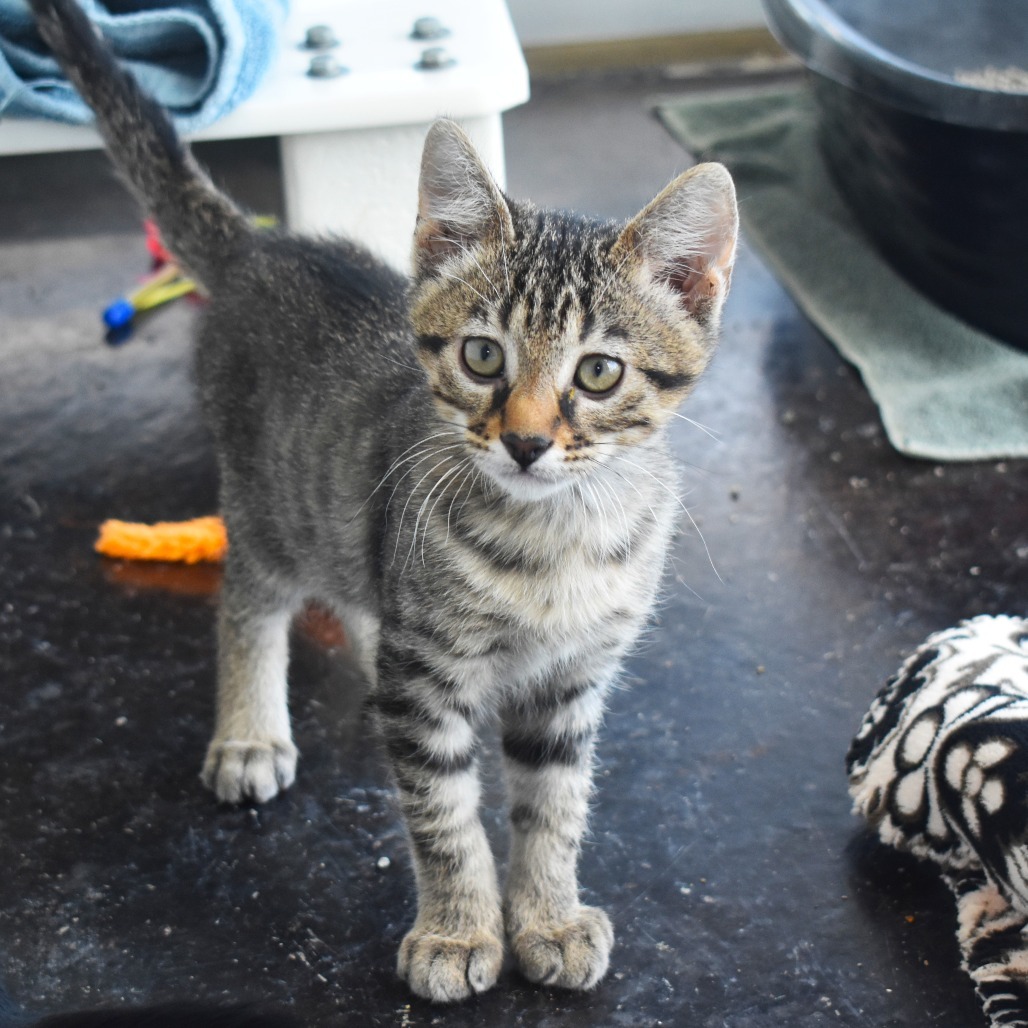 Cosmic Sequin (25-2Q-2), an adoptable Domestic Short Hair in Rifle, CO, 81650 | Photo Image 5