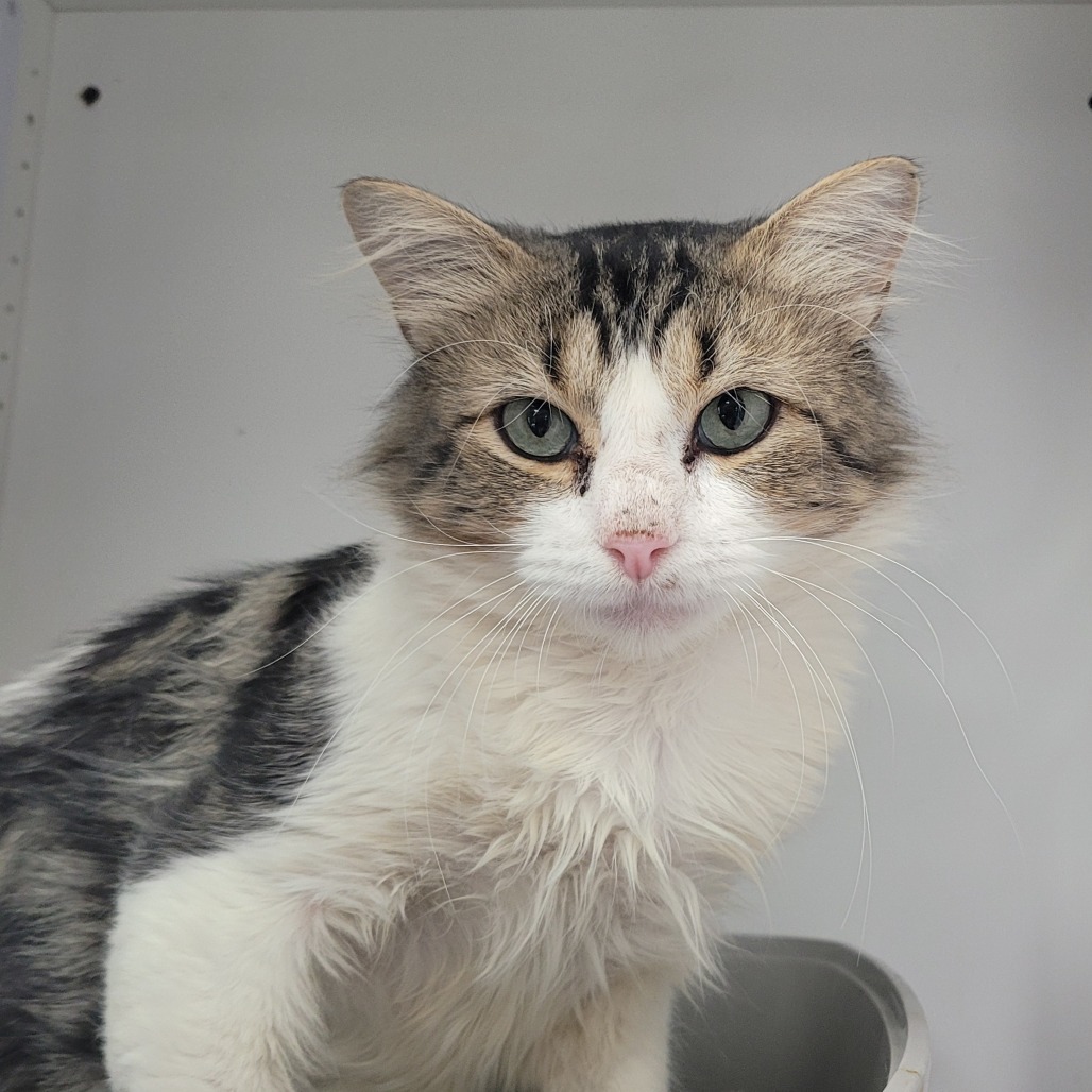 Doc, an adoptable Domestic Medium Hair in Duncan, OK, 73533 | Photo Image 1