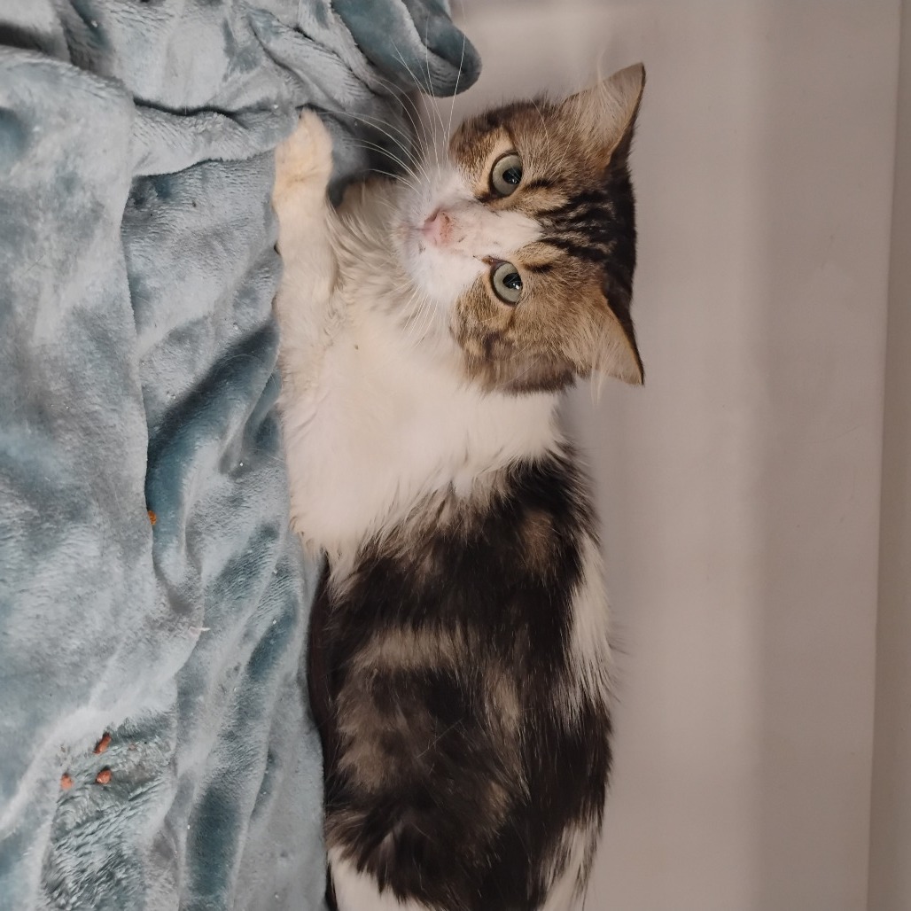 Doc, an adoptable Domestic Medium Hair in Duncan, OK, 73533 | Photo Image 2