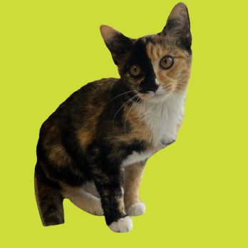 TUSC-Stray-81871