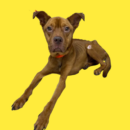 TUSC-Stray-81875