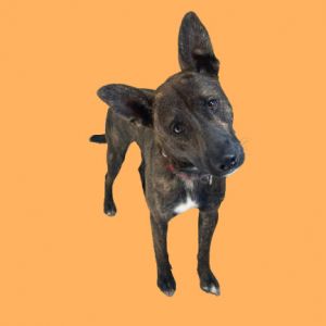 TUSC-Stray-81904