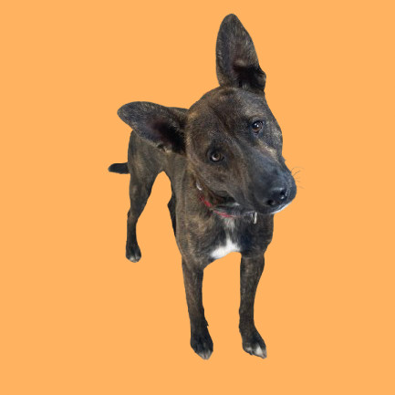 TUSC-Stray-81904
