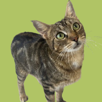 TUSC-Stray-81909