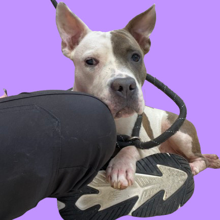 TUSC-Stray-81899