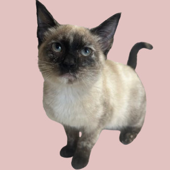 Bean
