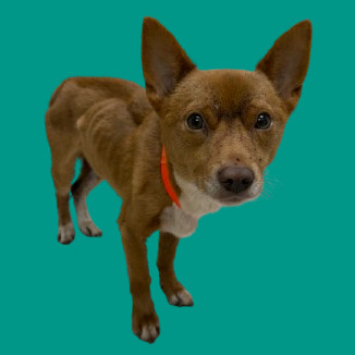 TUSC-Stray-81878