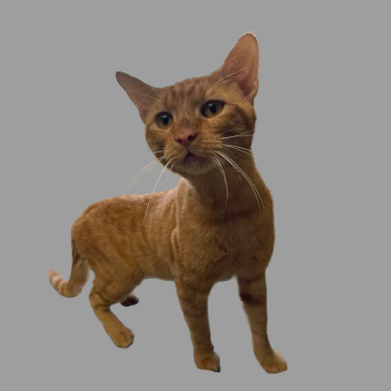 TUSC-Stray-81877