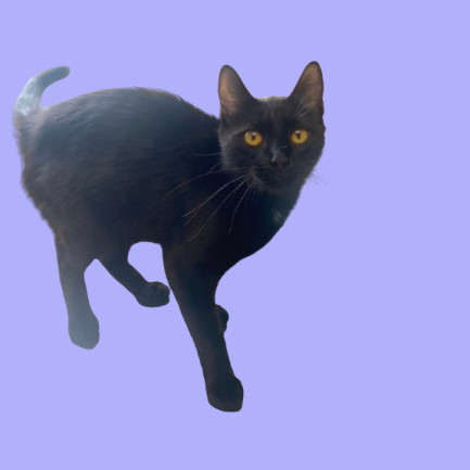 TUSC-Stray-81889