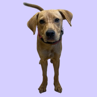 TUSC-Stray-81904