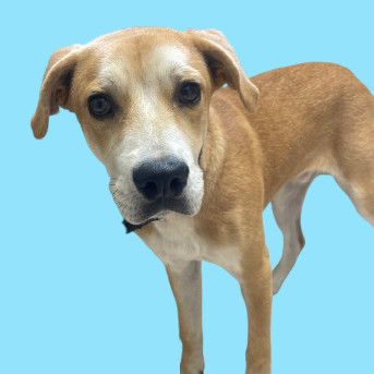 TUSC-Stray-81894