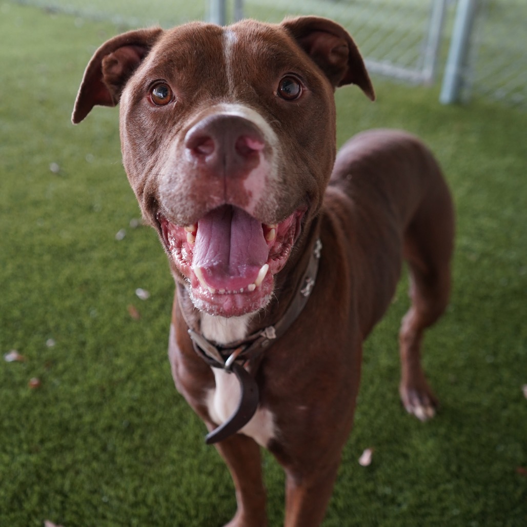 TUSC-Stray-81881