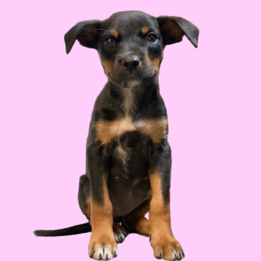 TUSC-Stray-81910