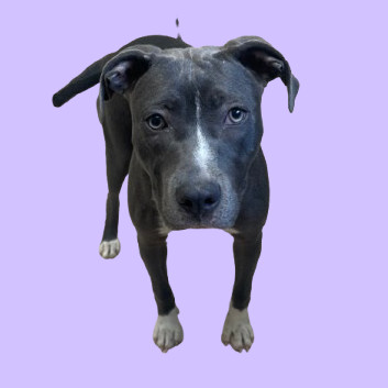 TUSC-Stray-81911