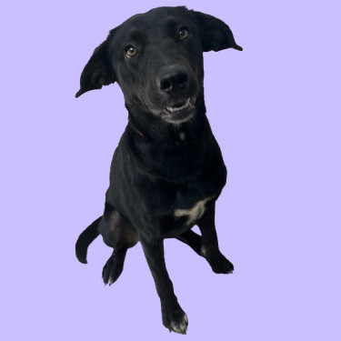 TUSC-Stray-81900