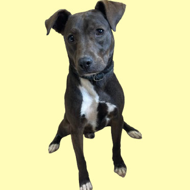 TUSC-Stray-81885