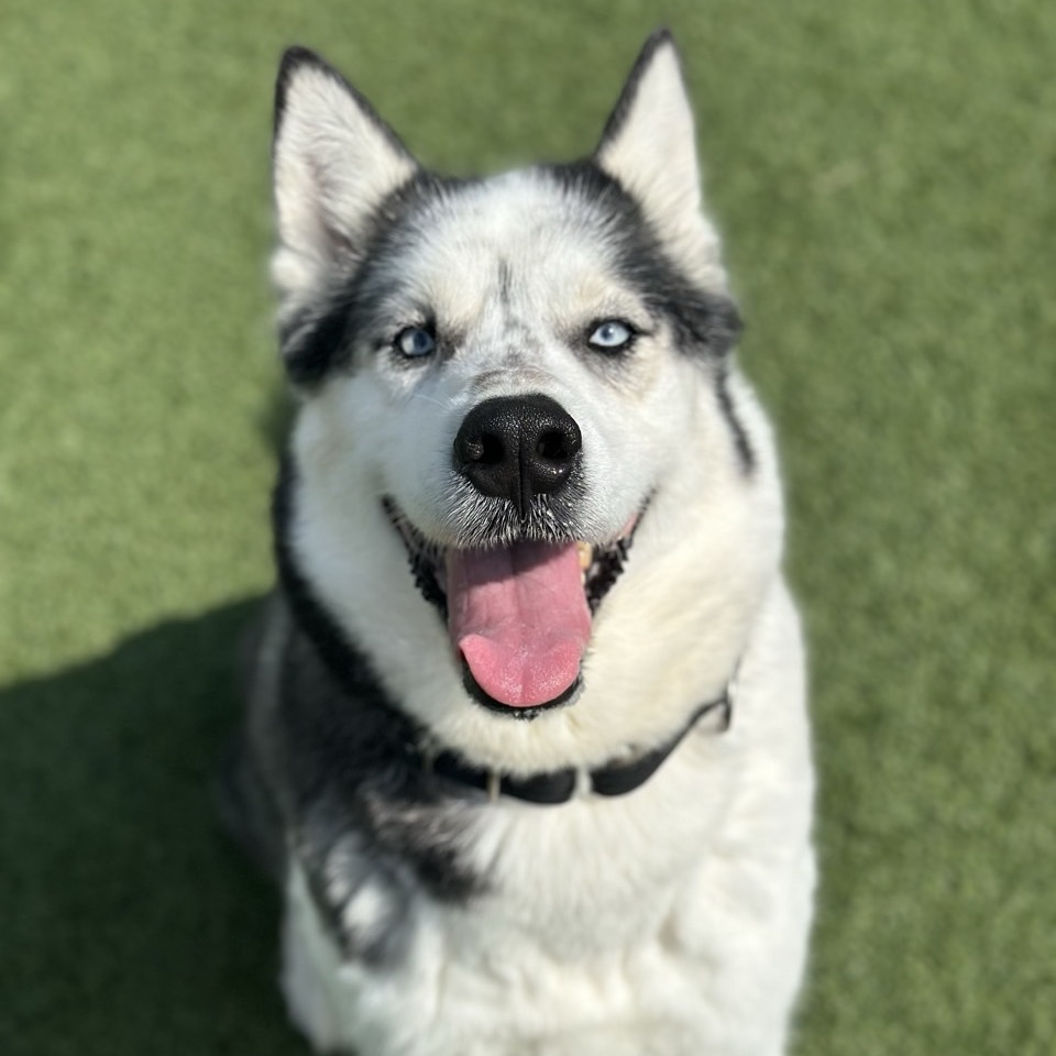 Hunk the Chunk
