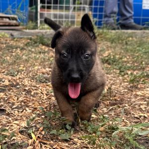Osita