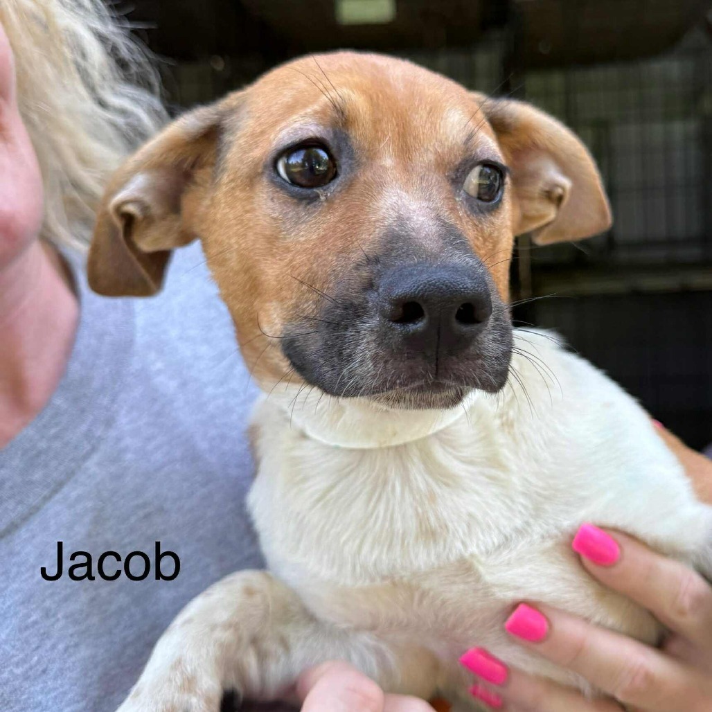 Jacob