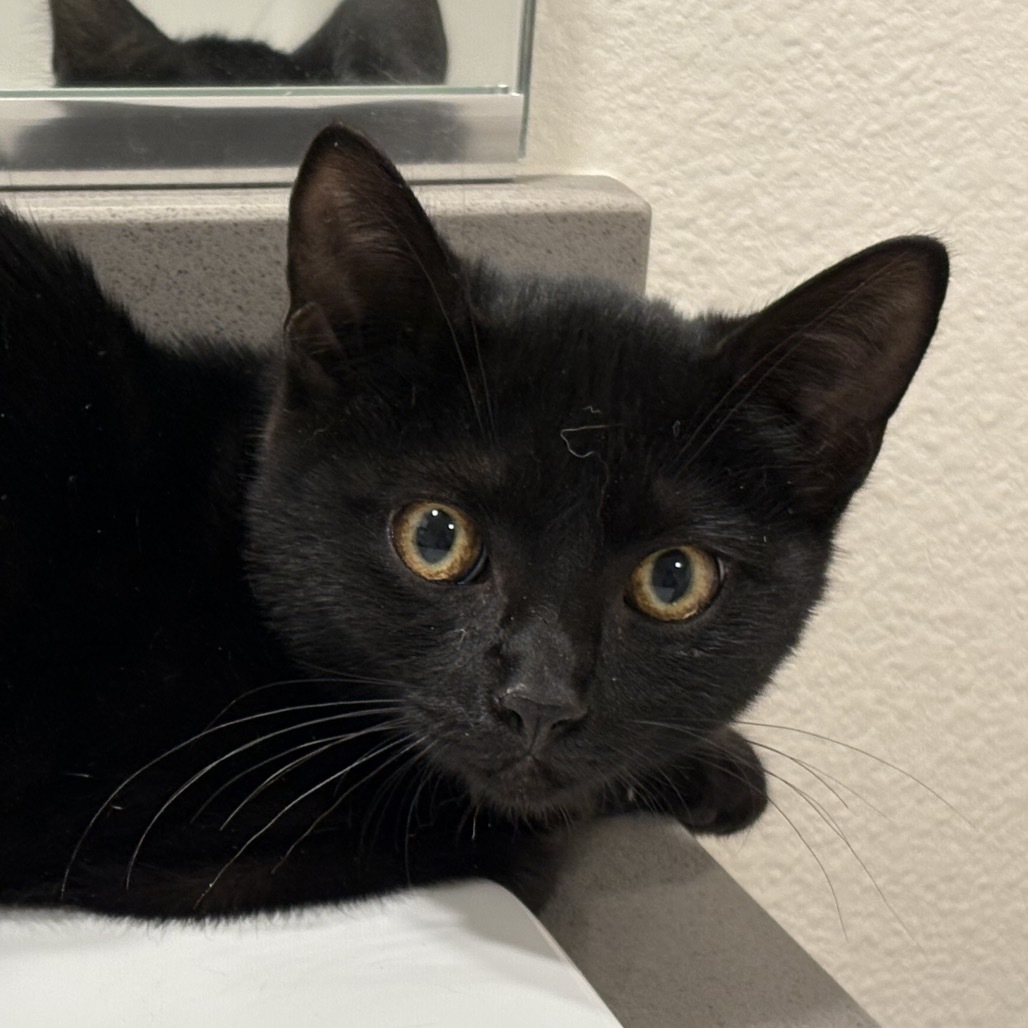 Alice, an adoptable Domestic Short Hair in Spokane, WA, 99202 | Photo Image 1