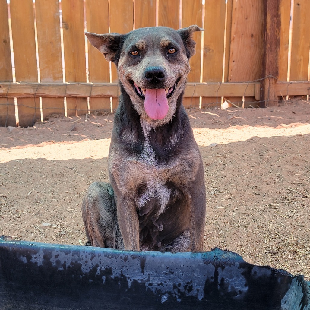 Posey, an adoptable Mixed Breed in Moab, UT, 84532 | Photo Image 1