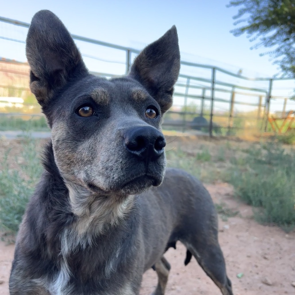 Posey, an adoptable Mixed Breed in Moab, UT, 84532 | Photo Image 2