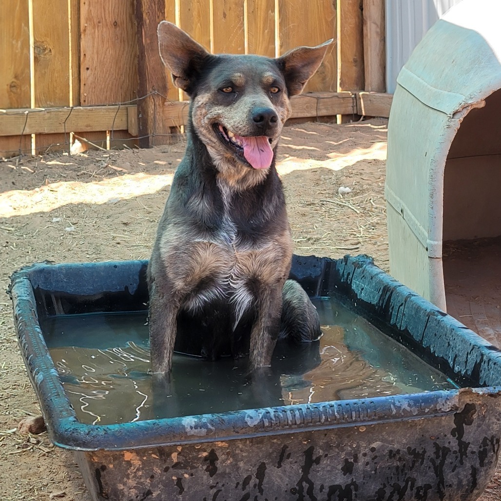Posey, an adoptable Mixed Breed in Moab, UT, 84532 | Photo Image 3