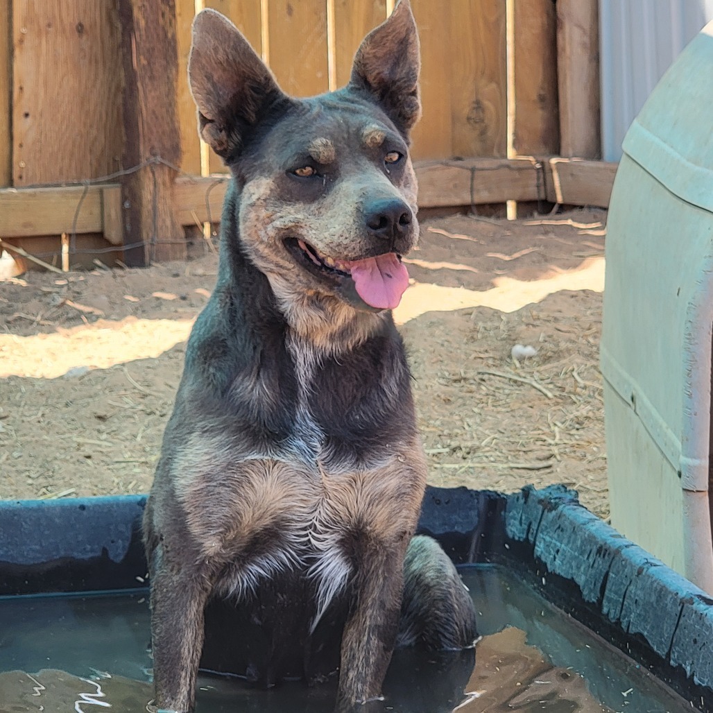 Posey, an adoptable Mixed Breed in Moab, UT, 84532 | Photo Image 5