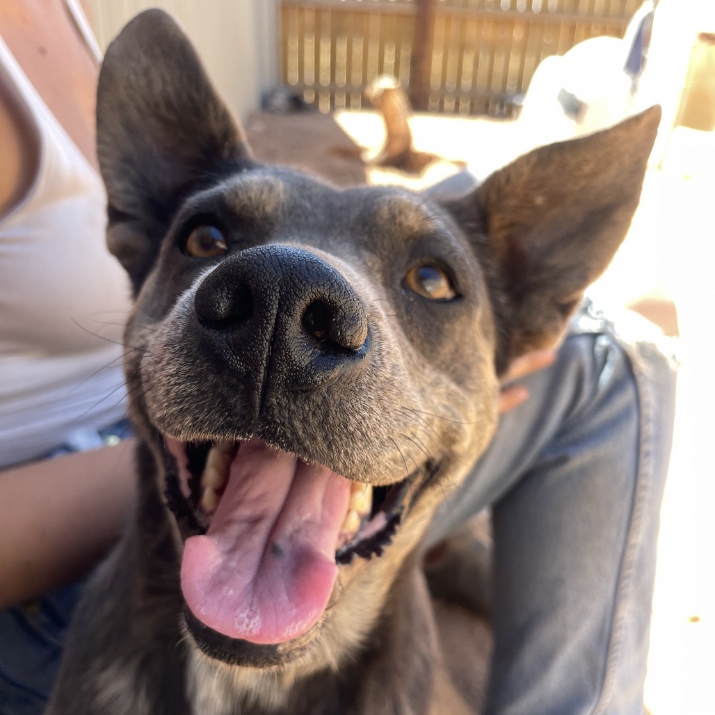 Posey, an adoptable Mixed Breed in Moab, UT, 84532 | Photo Image 6