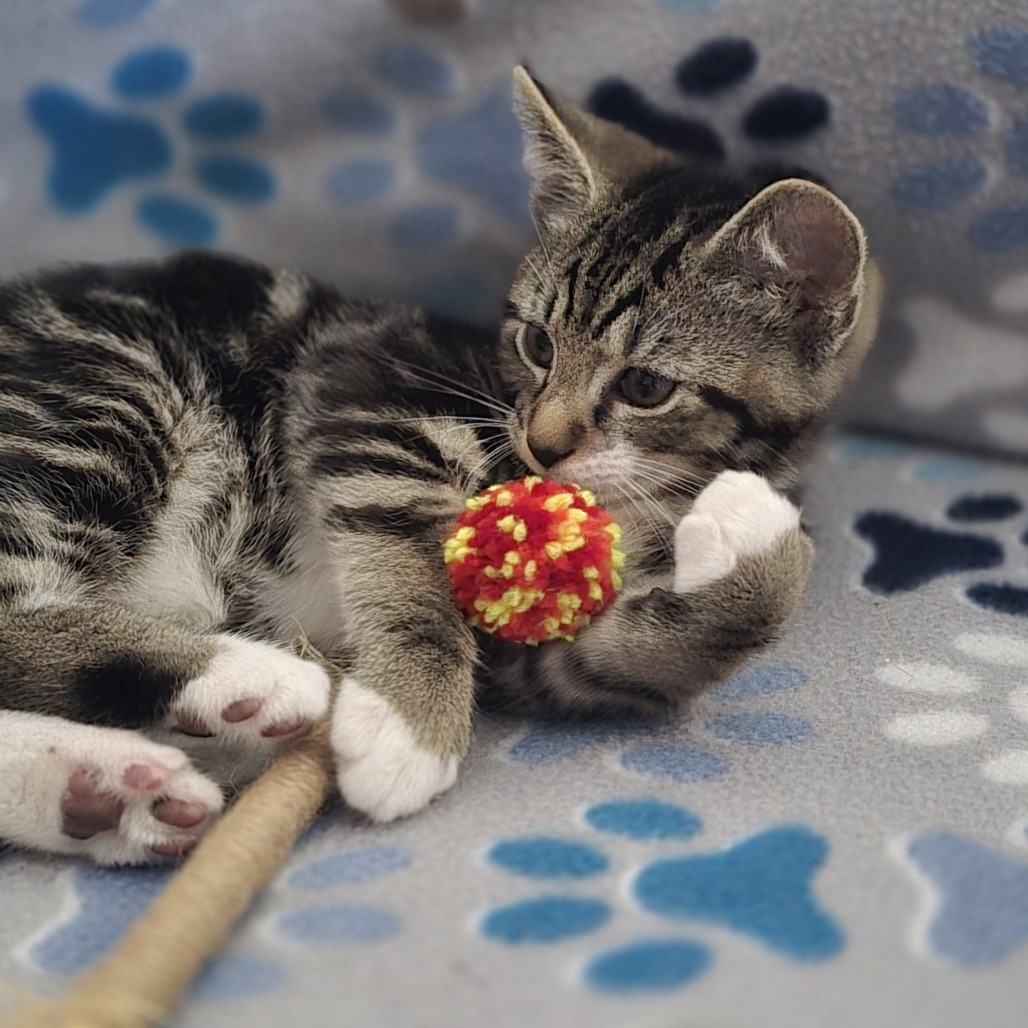 Gizmo (paired with Dilbert)