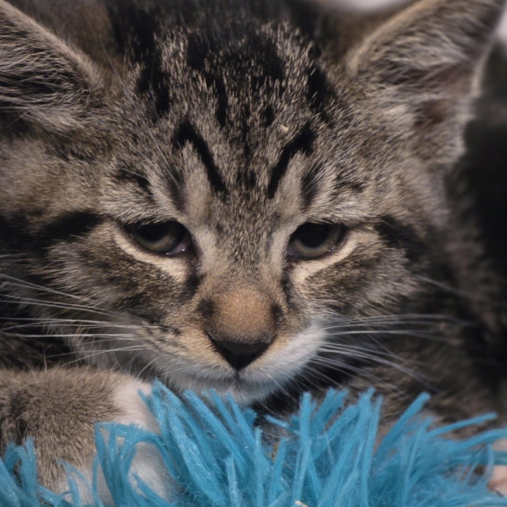 Gizmo (paired with Dilbert)