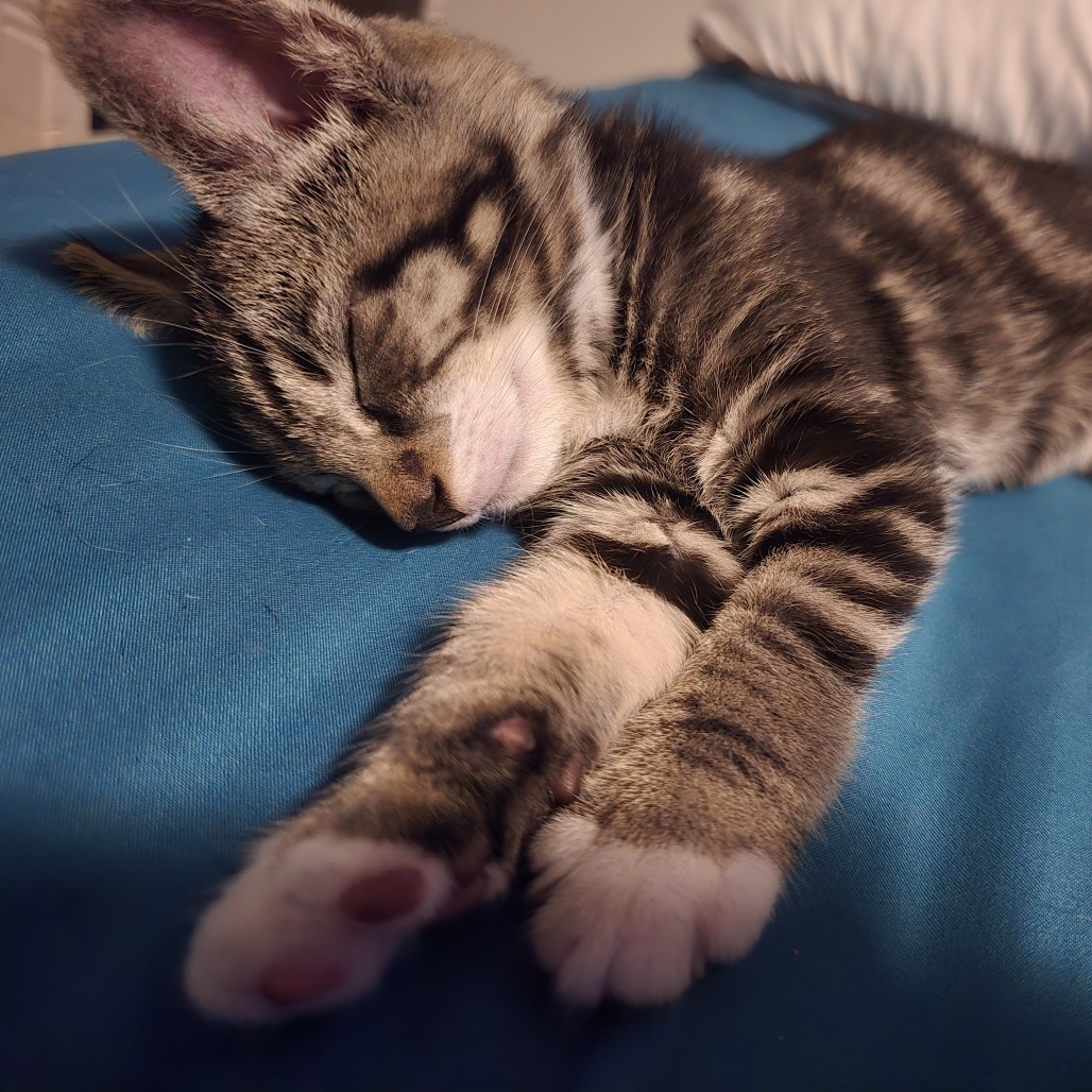 Gizmo (paired with Dilbert)