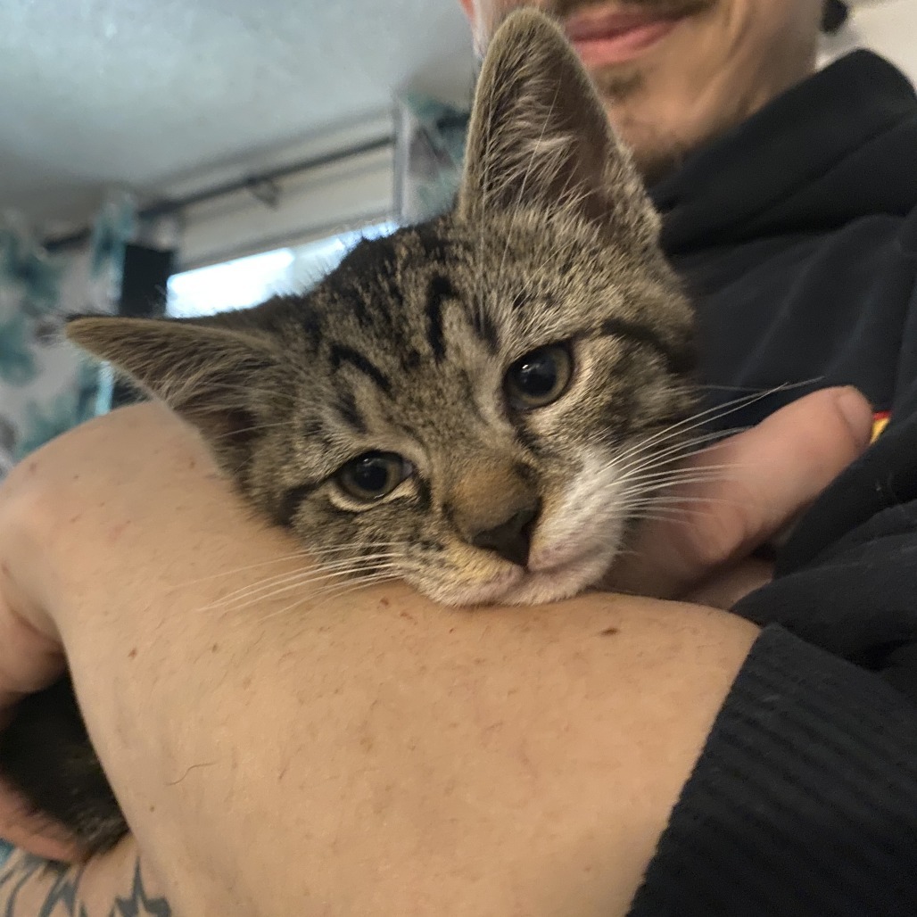 Gizmo (paired with Dilbert)