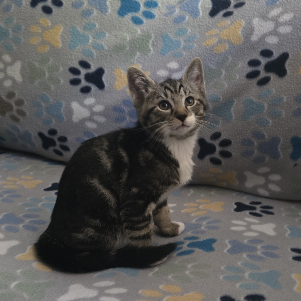 Gizmo (paired with Dilbert)