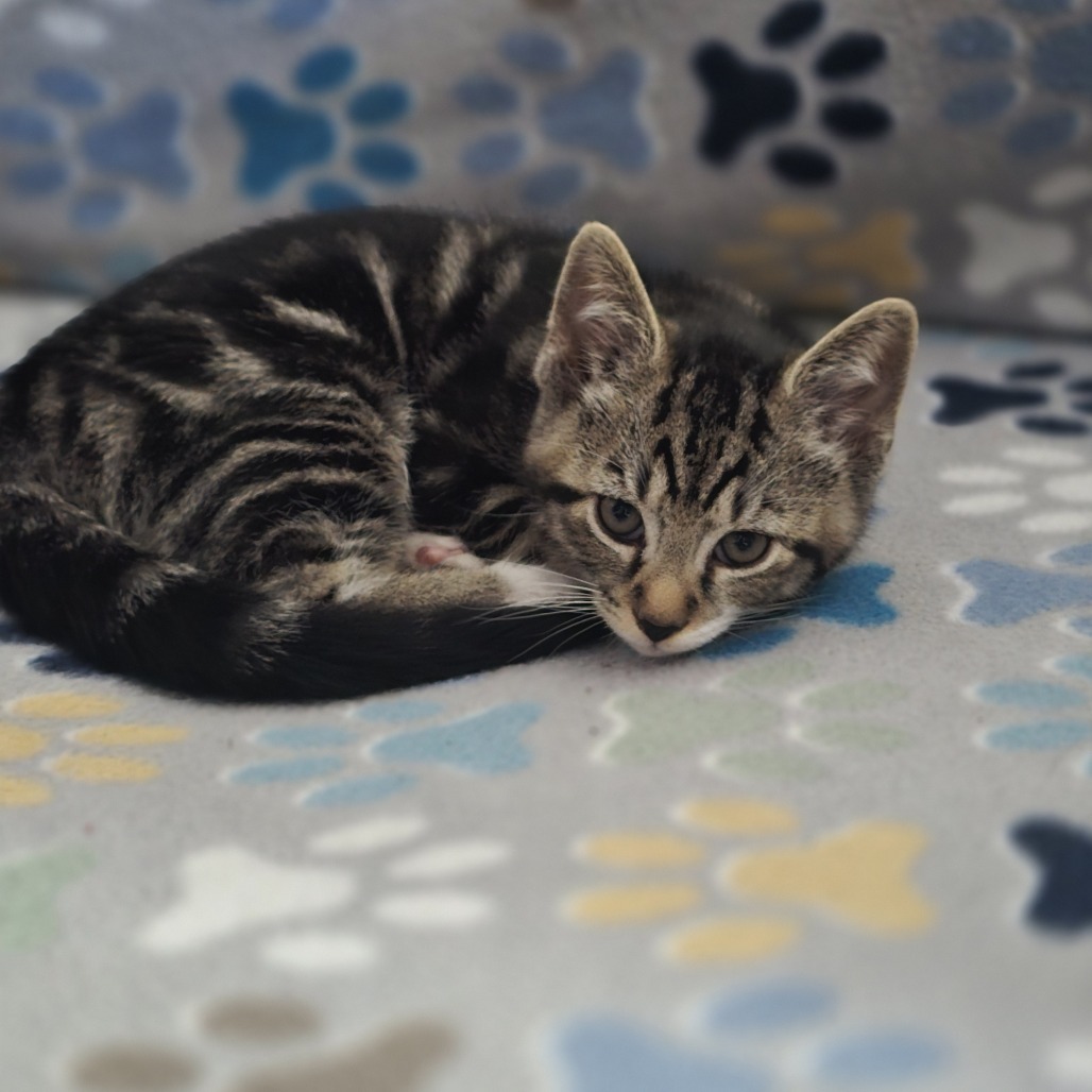 Gizmo (paired with Dilbert)