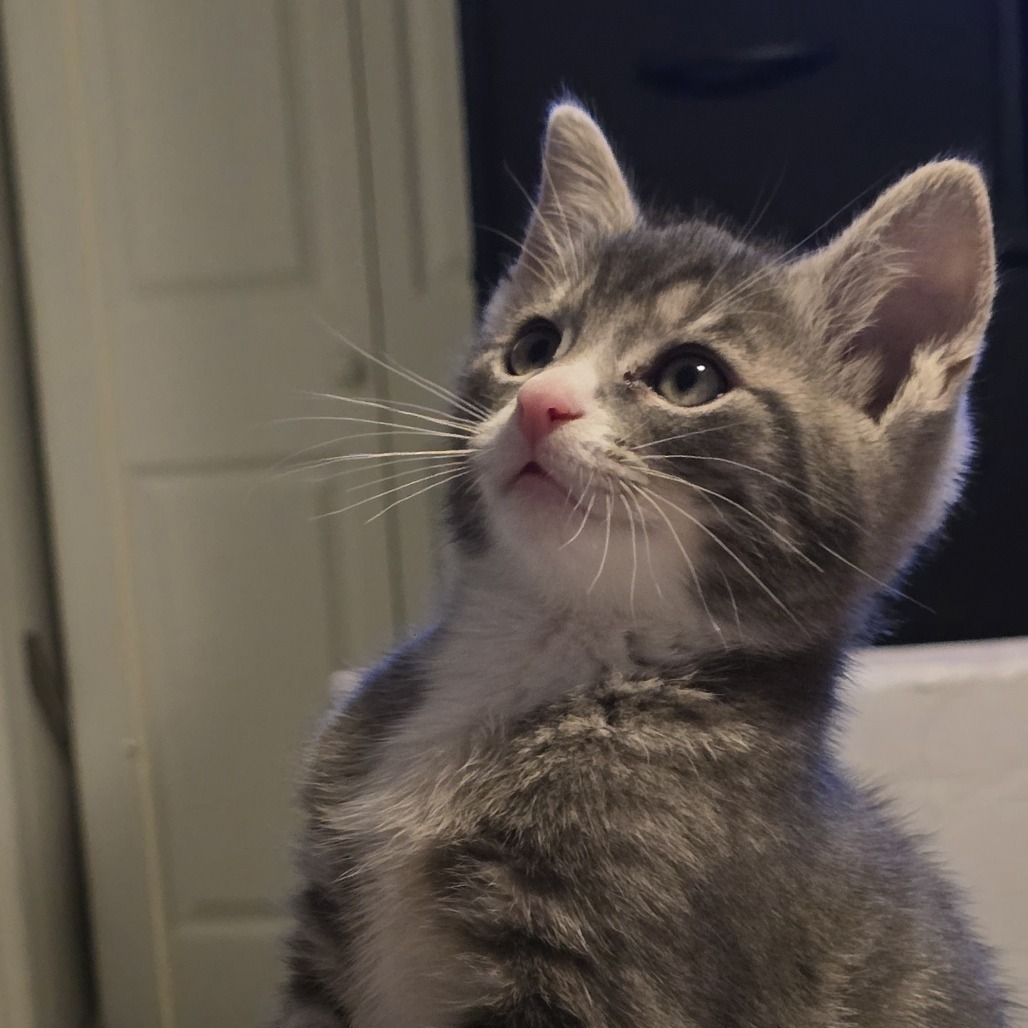 Dilbert (paired with Gizmo)