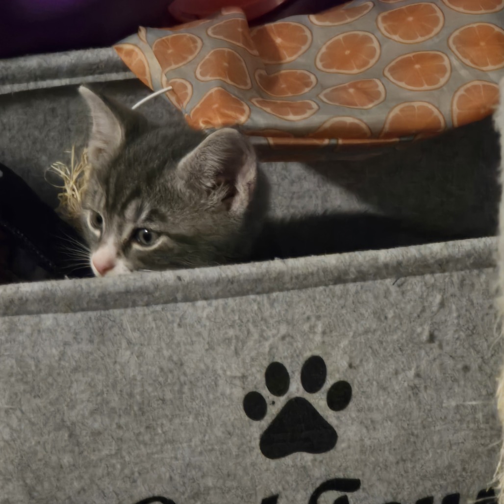 Dilbert (paired with Gizmo)