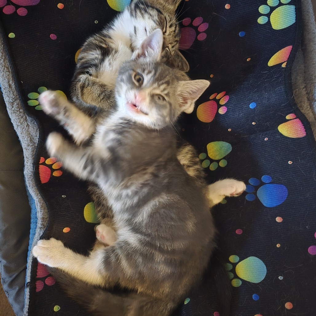 Dilbert (paired with Gizmo)