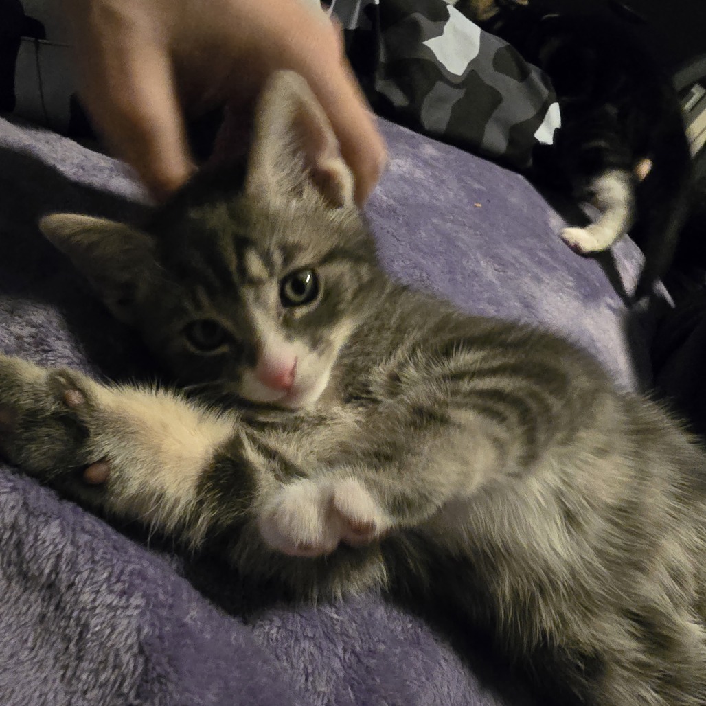 Dilbert (paired with Gizmo)