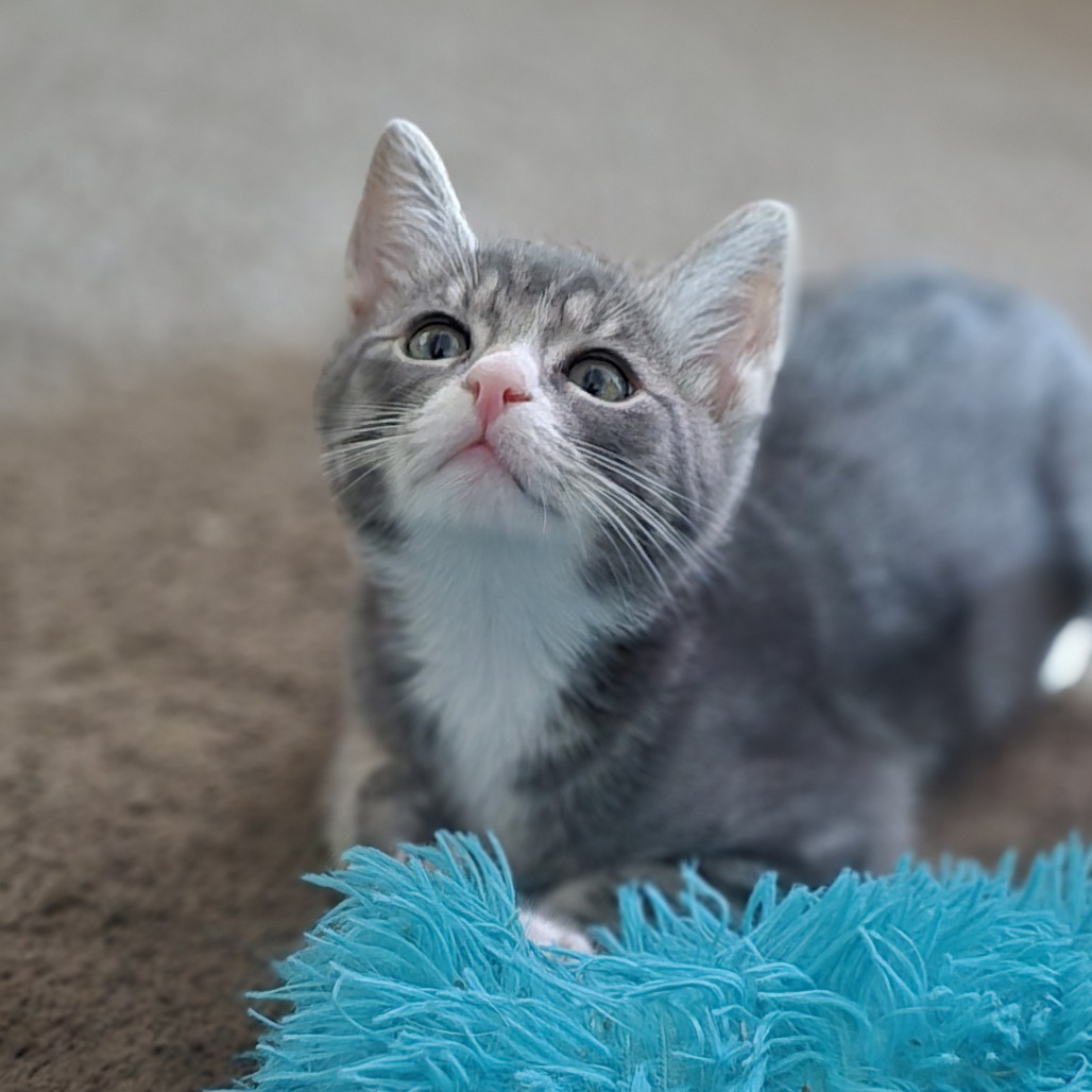 Dilbert (paired with Gizmo)