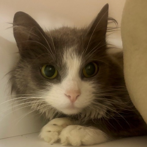 Coco