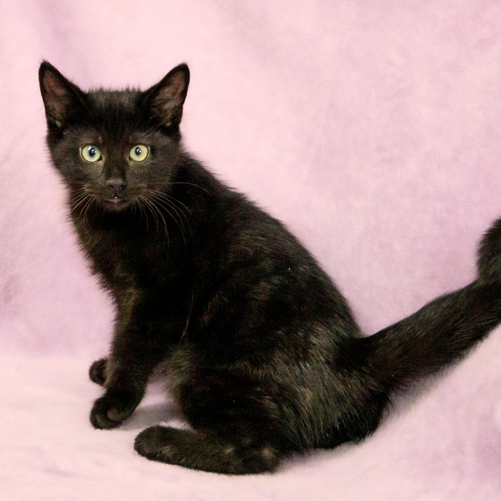 Appt. Pending - Vaughn