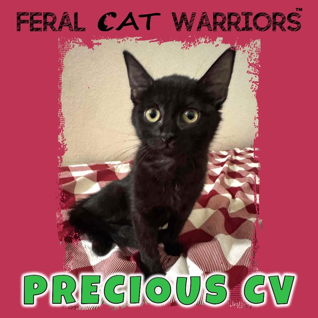Precious CV, an adoptable Domestic Medium Hair in Kingman, AZ, 86401 | Photo Image 1