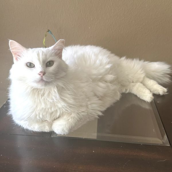 Bella Anne