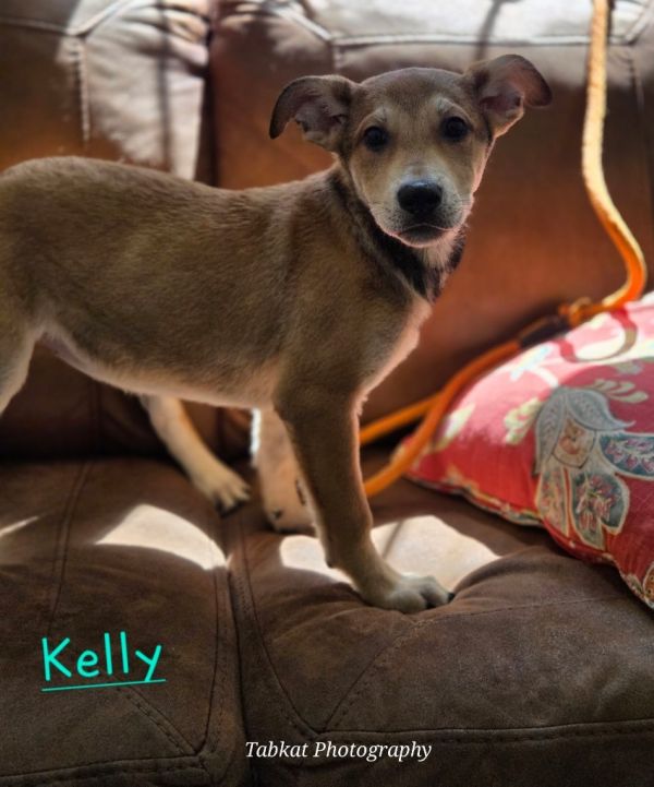 Kelly