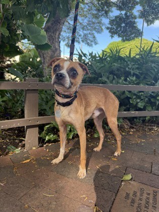 Froggy, an adoptable Terrier, Mixed Breed in Honolulu, HI, 96826 | Photo Image 1