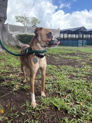 Froggy, an adoptable Terrier, Mixed Breed in Honolulu, HI, 96826 | Photo Image 2
