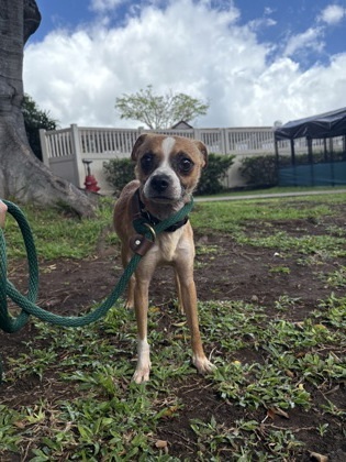 Froggy, an adoptable Terrier, Mixed Breed in Honolulu, HI, 96826 | Photo Image 3