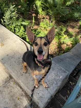 Lucious, an adoptable Terrier, Mixed Breed in Honolulu, HI, 96826 | Photo Image 1